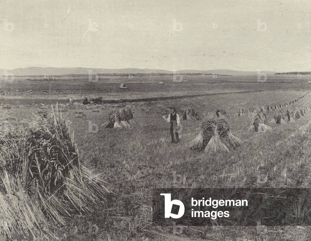 The Green Hills Farm (b/w photo)