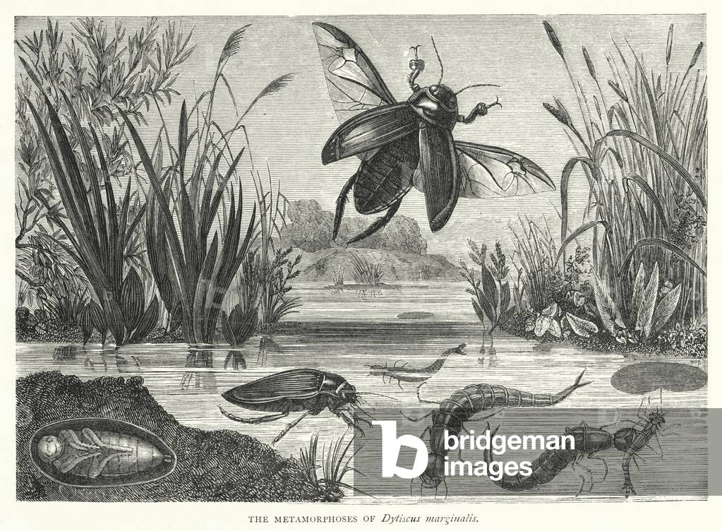 The Metamorphoses of Dytiscus marginalis (engraving)