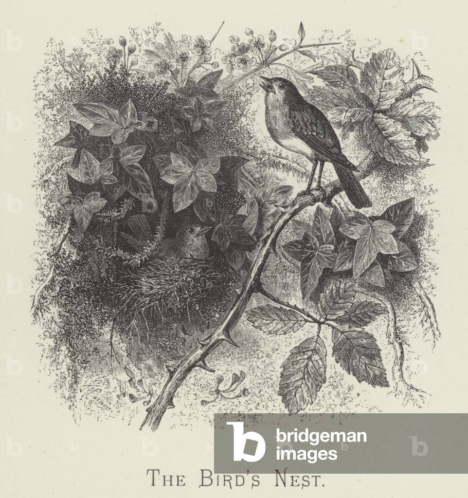 The bird's nest (engraving)