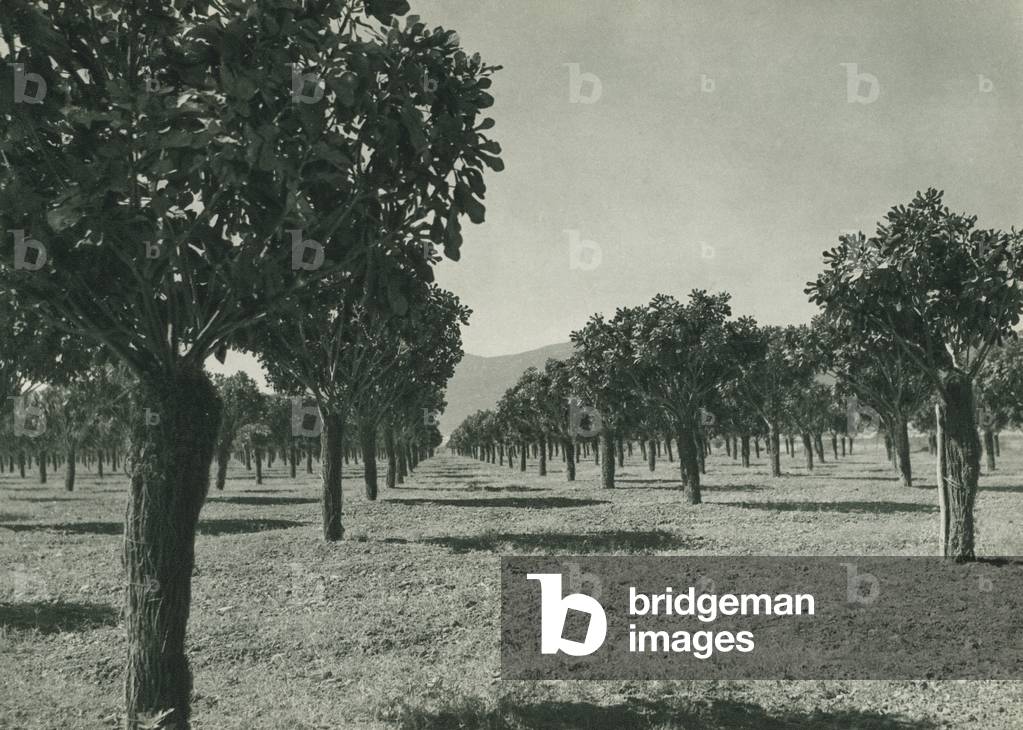 Turkey: Incir bahceleri, Aydin, The world-famous figs of Aydin (b/w photo)