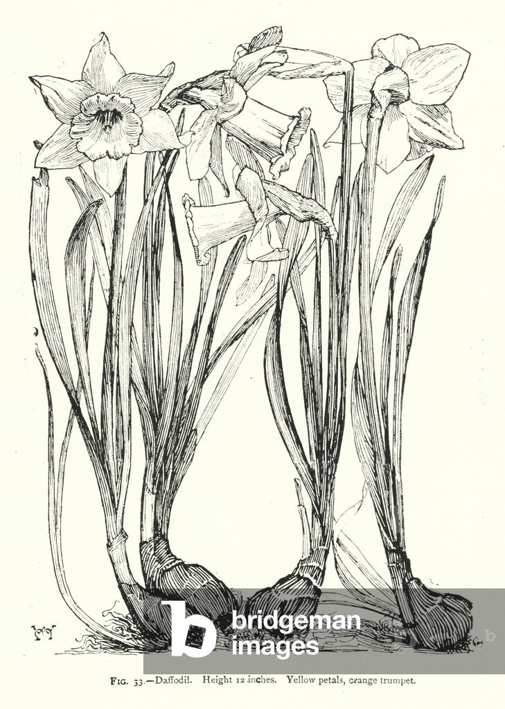 Daffodil; Height 12 inches; Yellow petals, orange trumpet (engraving)