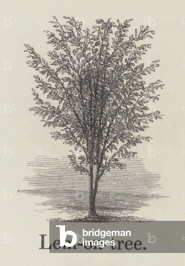Lemon tree (engraving)