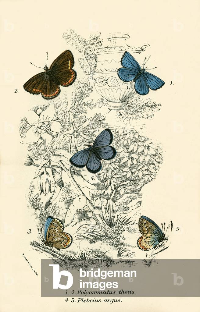 Butterflies