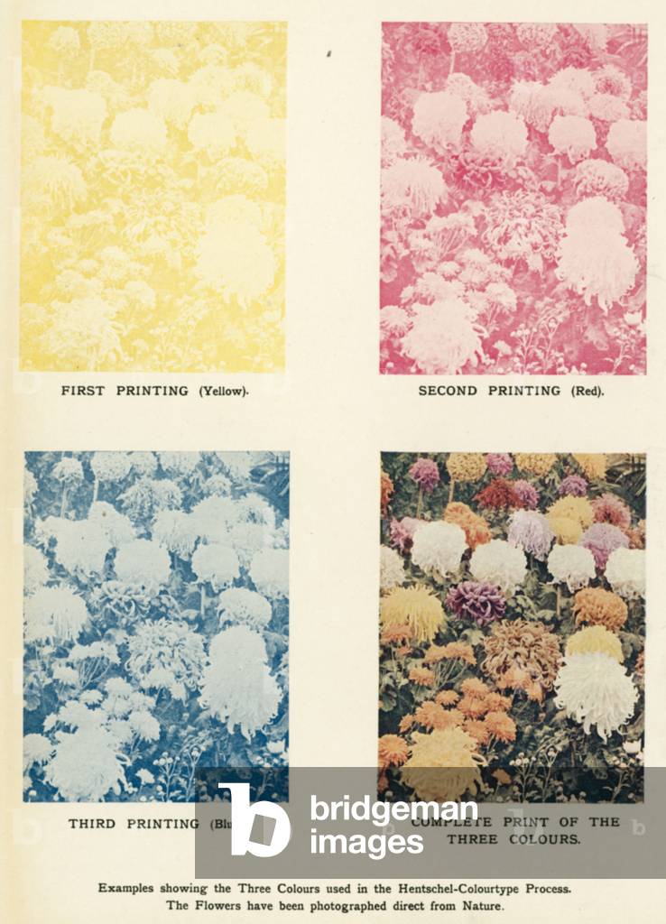 Examples showing the Three Colours used in the Hentschel-Colourtype Process (colour litho)