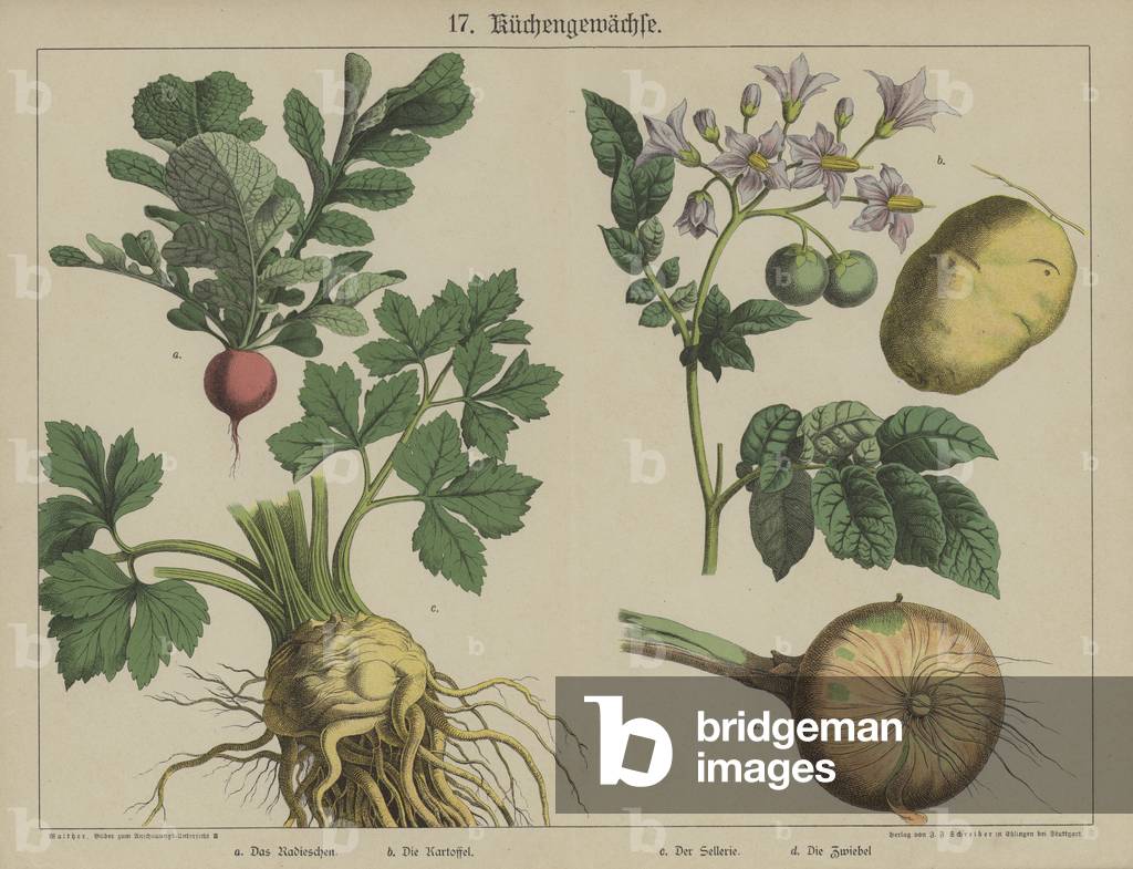 Plants (colour litho)