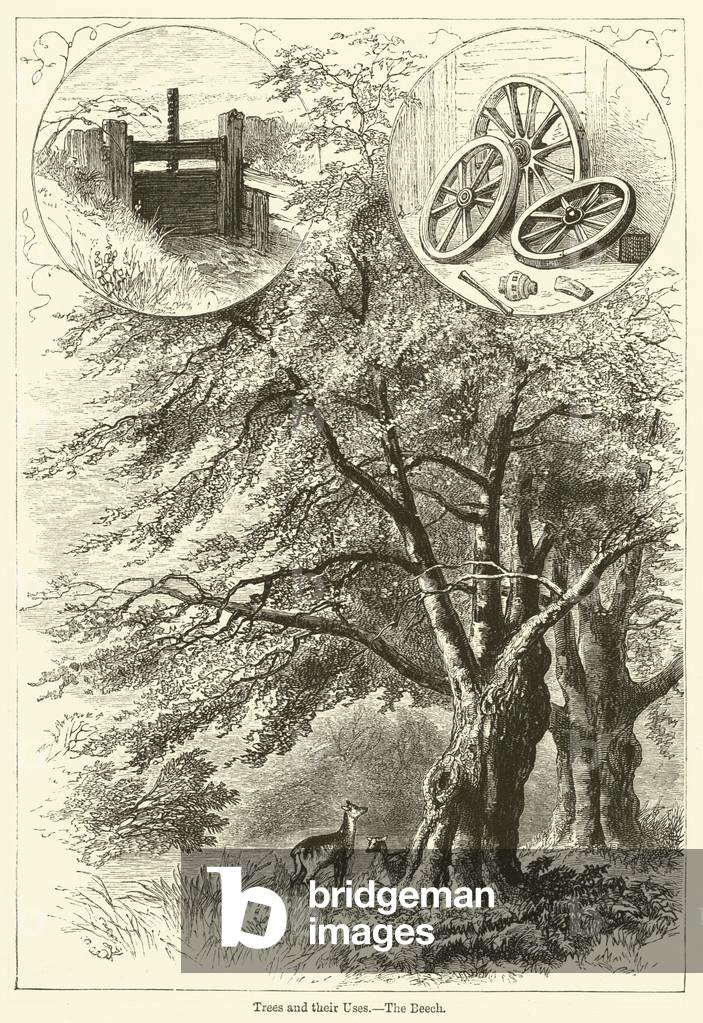 Trees and their Uses, The Beech (engraving)