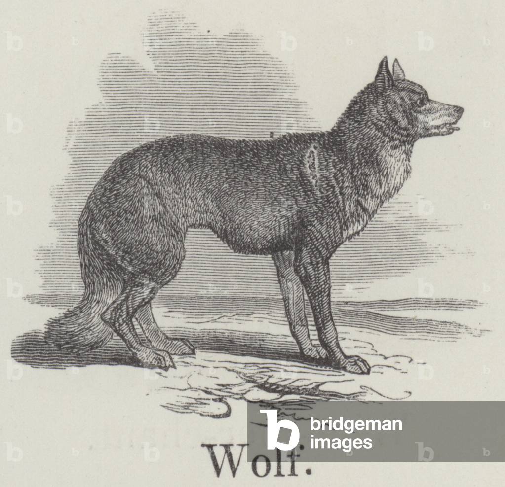 Wolf (engraving)