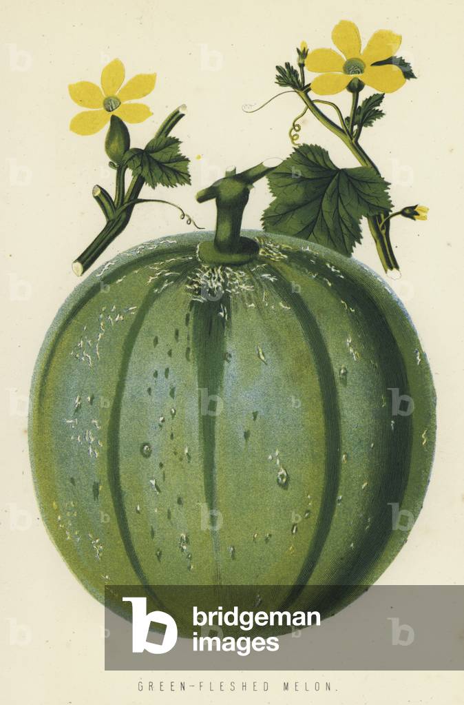 Green-Fleshed Melon (chromolitho)