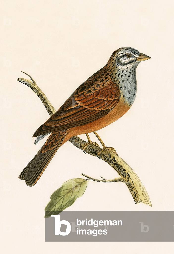 Striolated Bunting, illustration from 'A History of the Birds of Europe Not Observed in the British Isles' by Charles Robert Bree (1811-86), published 1867 (colour litho)