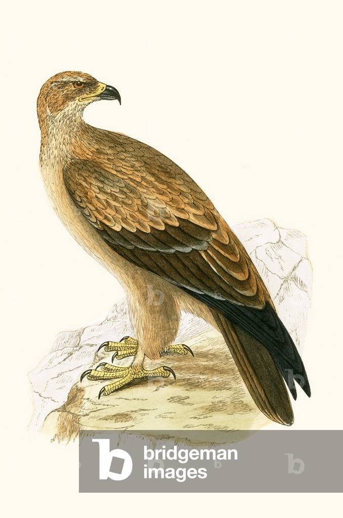 Tawny Eagle, illustration de “A History of the Birds of Europe Not Observed in the British Isles” de Charles R