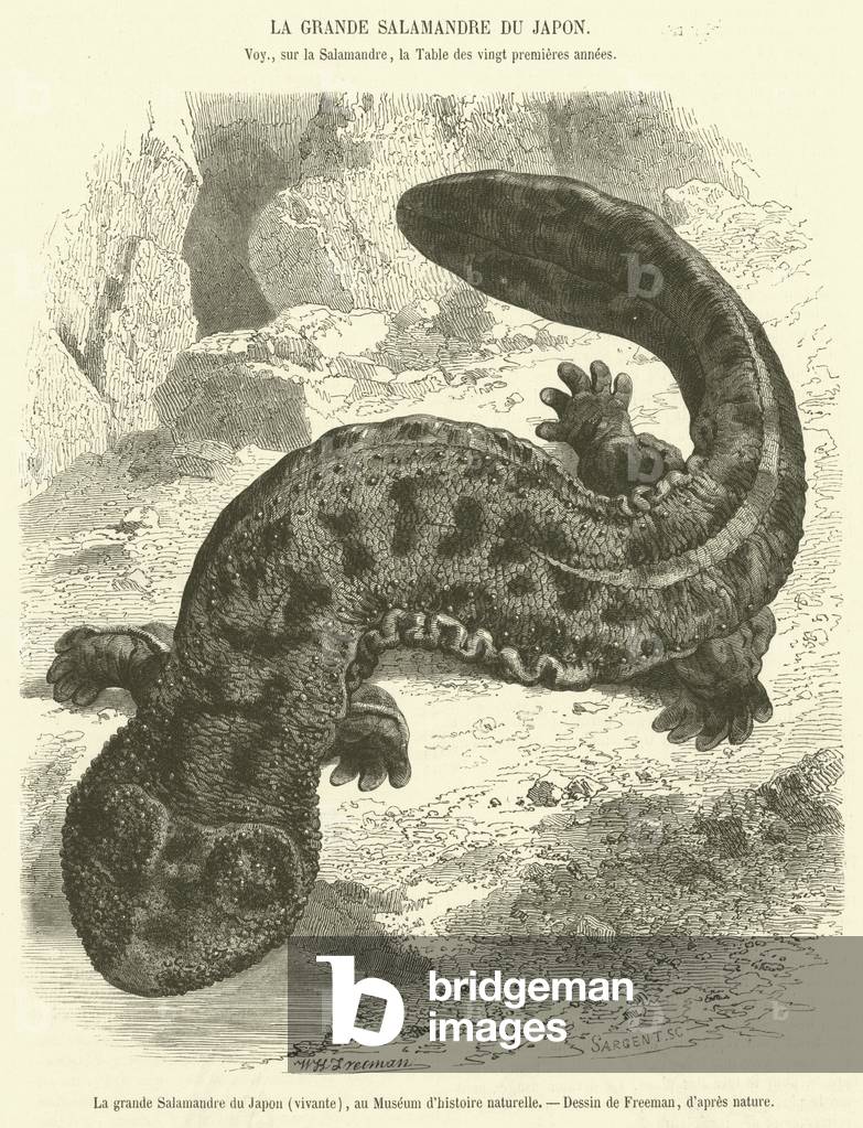 La grande Salamandre du Japon, vivante, au Museum d'histoire naturelle (engraving)