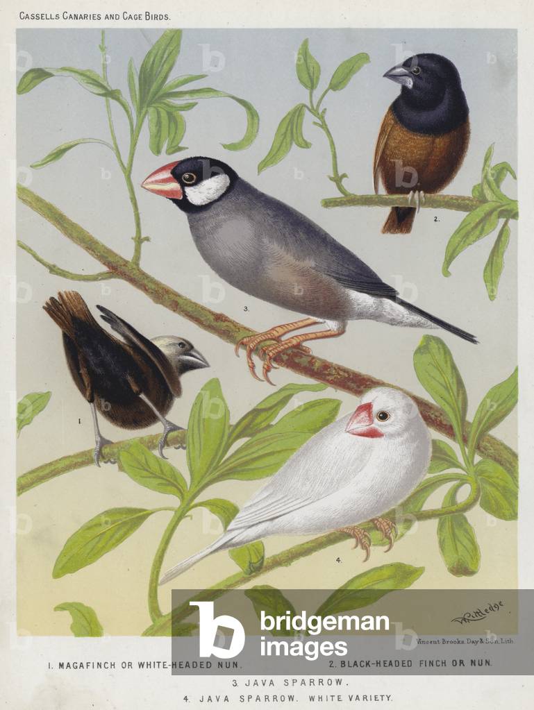 Magafinch or White-Headed Nun, Black-Headed Finch or Nun, Java Sparrow, White Variety (colour litho)