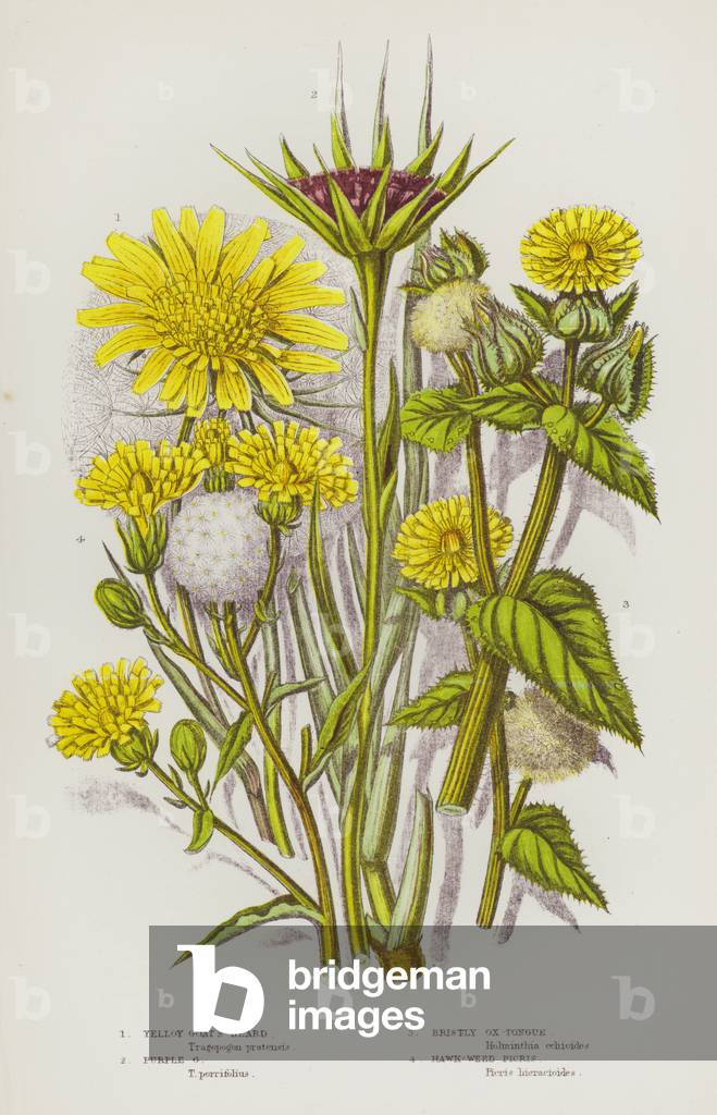 Flowering Plants of Great Britain: Yellow Goat's-Beard, Purple Goat's-Beard, Bristly Ox-Tongue, Hawk-Weed Picris (colour litho)