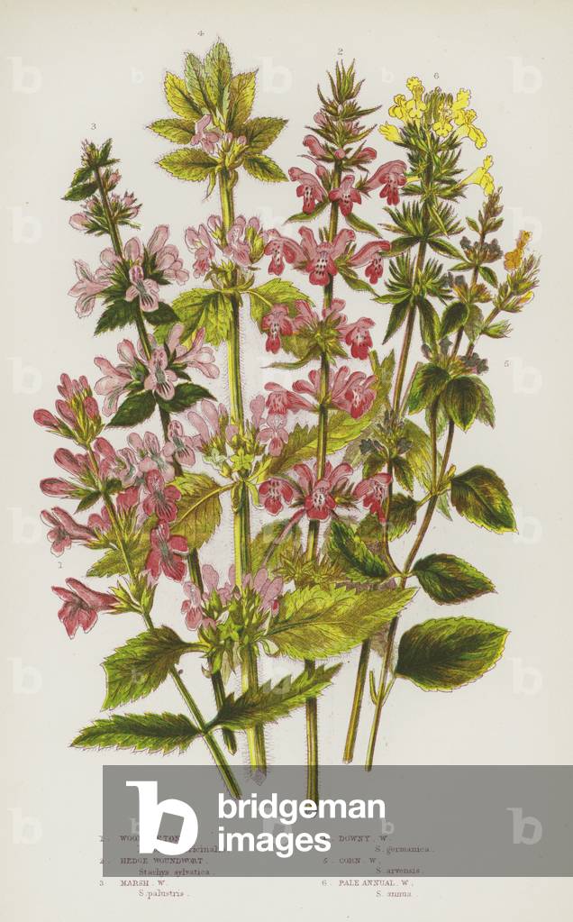 The Flowering Plants of Great Britain, c.1880 (litho)