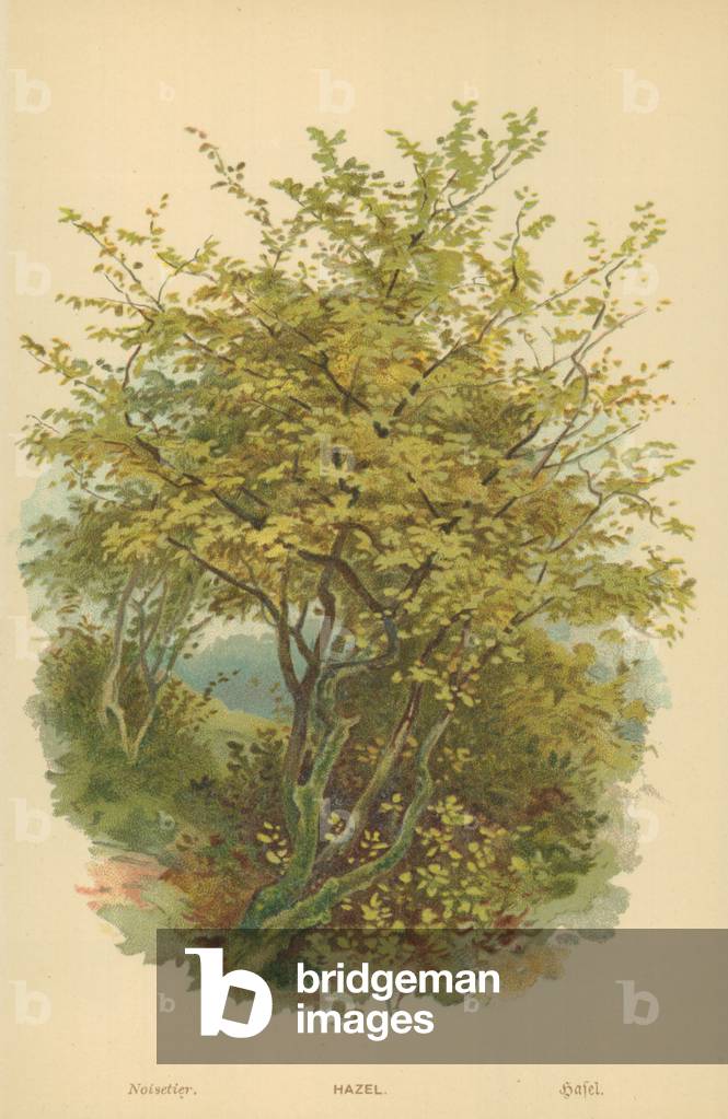 Hazel