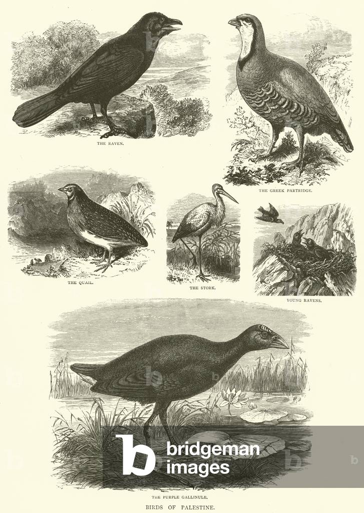 Birds of Palestine (engraving)