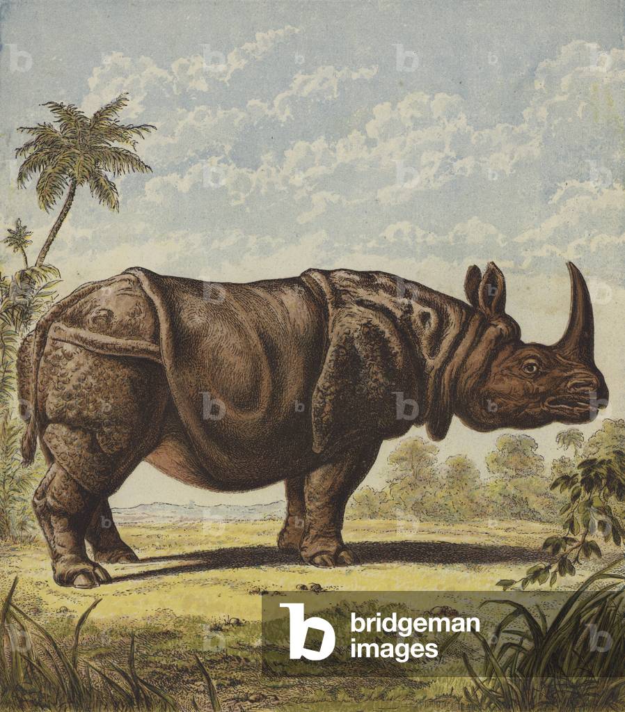 Rhinoceros (colour litho)