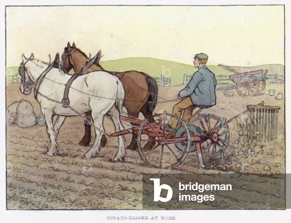 Potato-Digger at Work (colour litho)