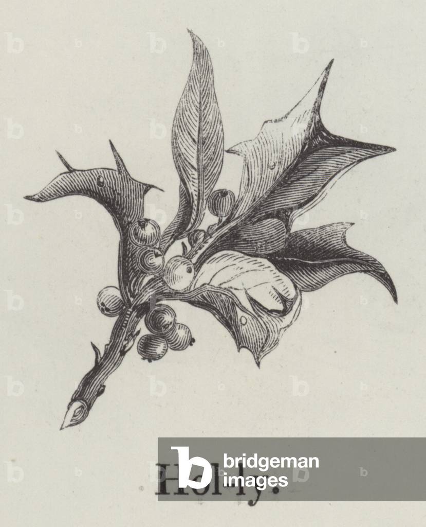 Holly (engraving)