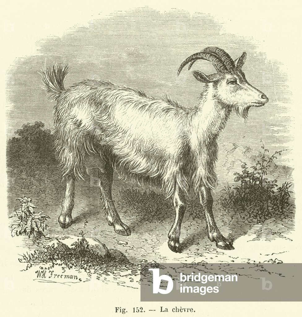 La chevre (engraving)