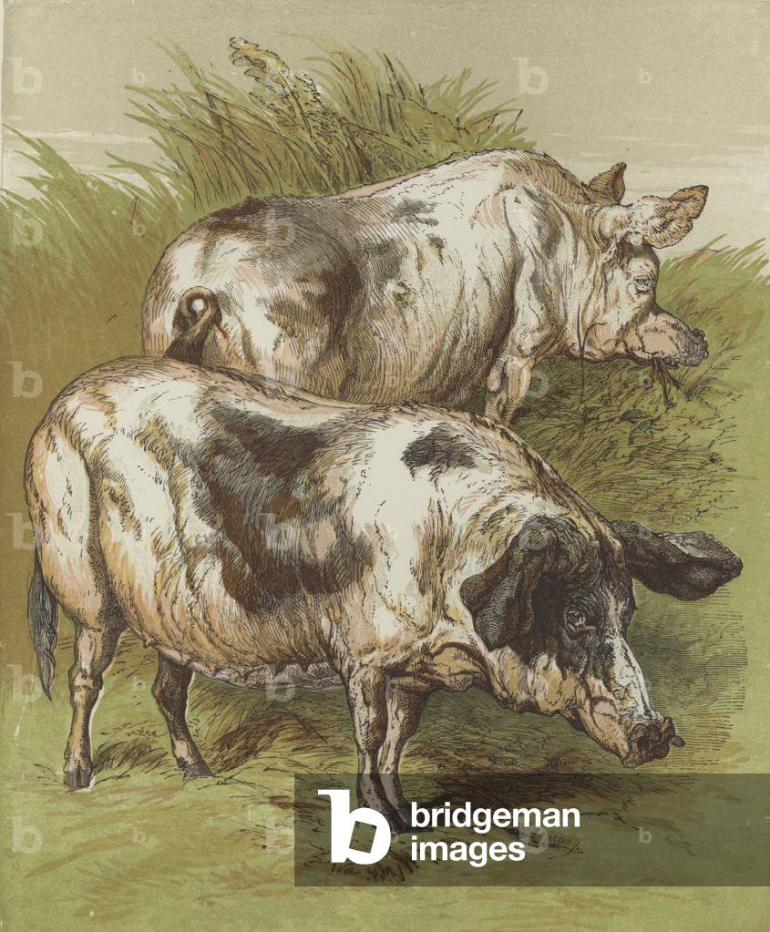 Pigs (colour litho)