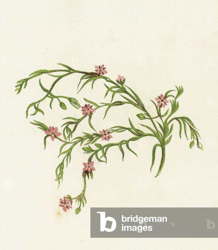 Sea Spurrey Sandwort, Arenaria Marina (colour litho)