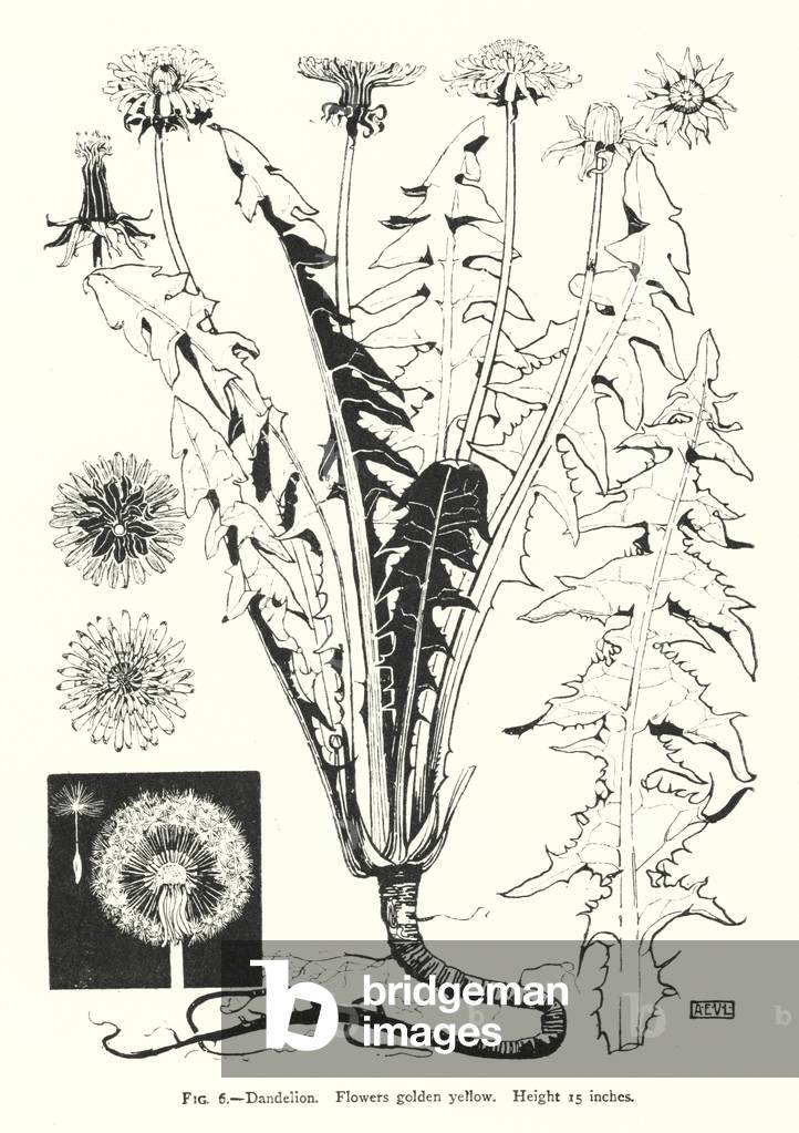 Dandelion; Flowers golden yellow; Height 15 inches (engraving)