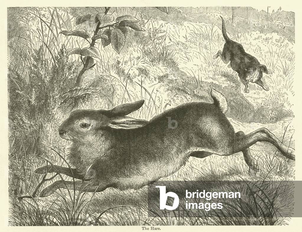 The Hare (engraving)