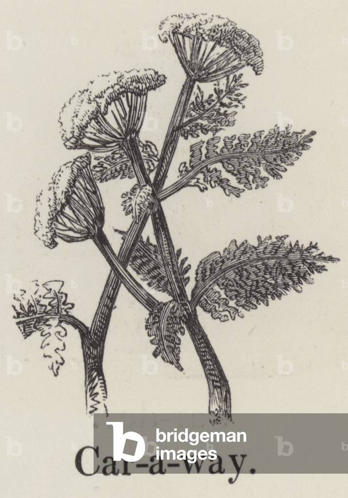 Caraway (engraving)