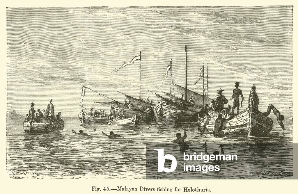 Malayan Divers fishing for Holothuria (engraving)