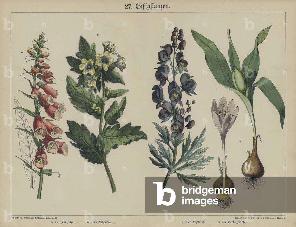 Plants (colour litho)