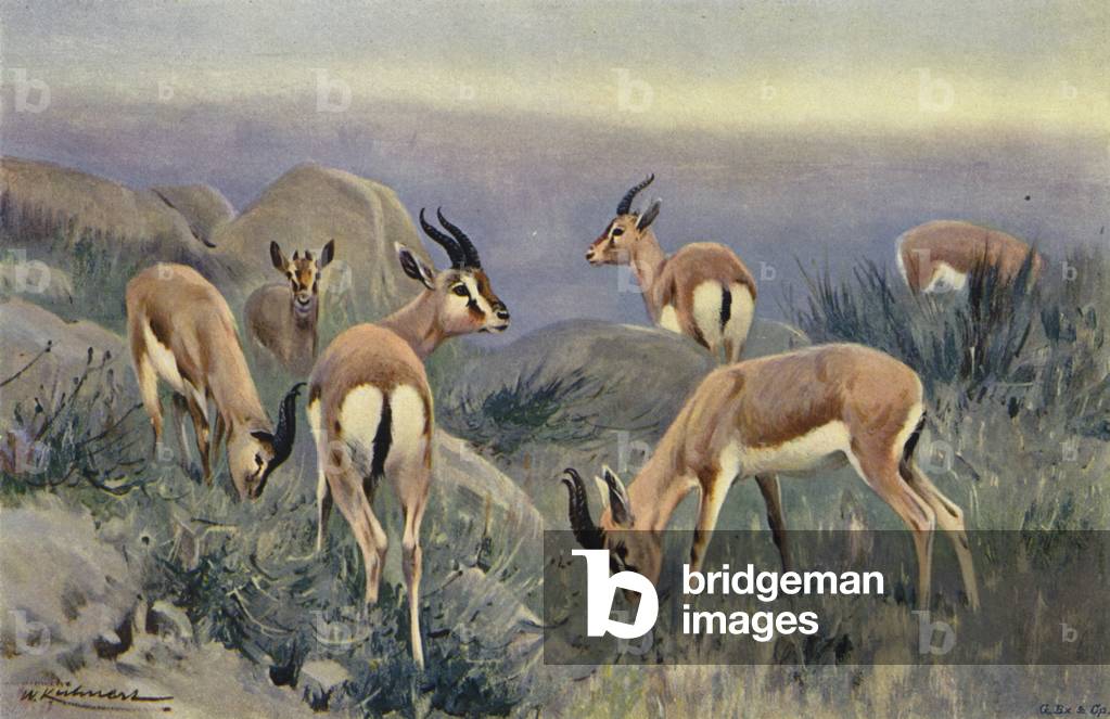 Gazelle (colour litho)