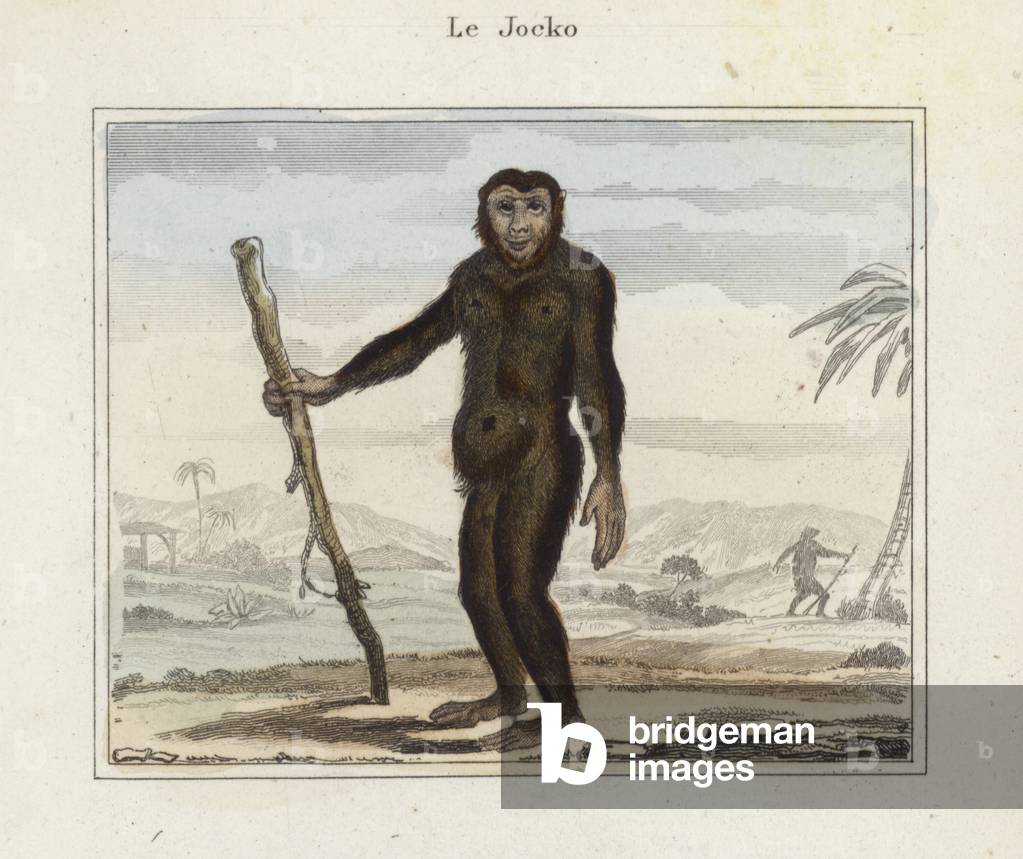 Jocko (coloured engraving)
