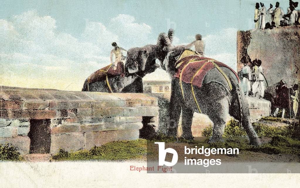 Elephant fight (colour photo)