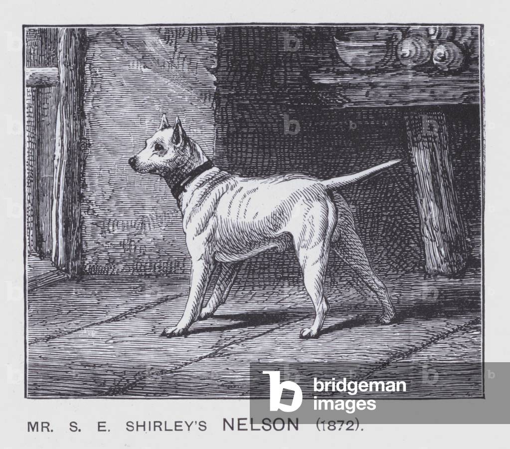 Mr S E Shirley's Nelson, 1872 (litho)