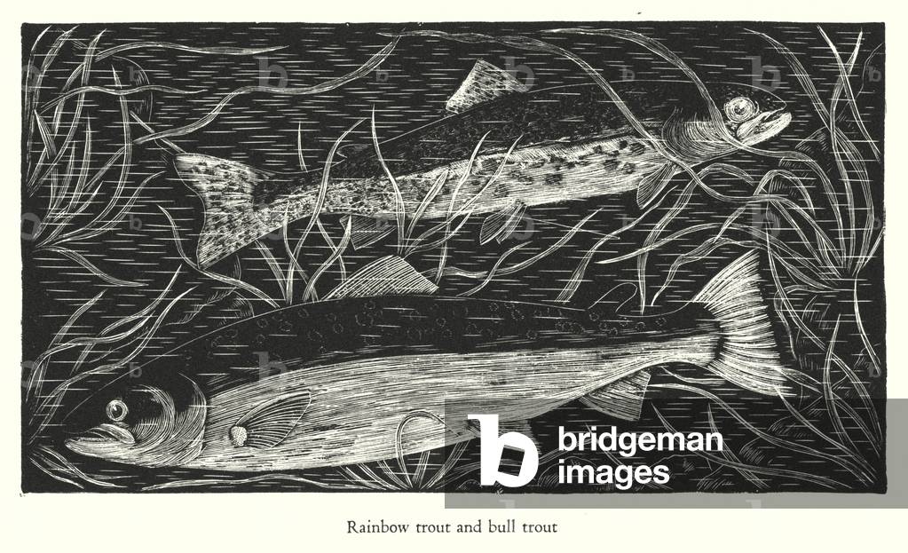 Rainbow trout and bull trout (engraving)