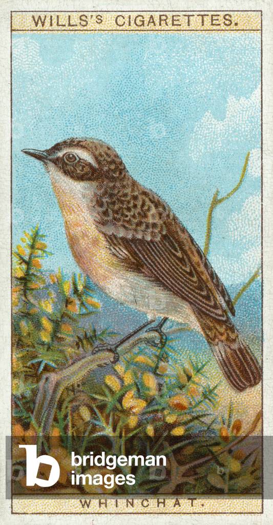 Whinchat (chromolitho)