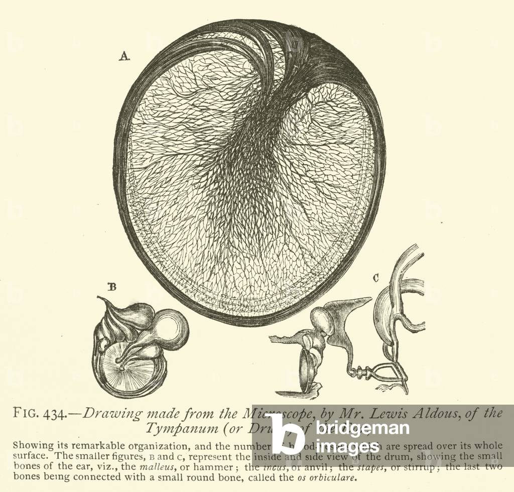 Drawing made from the Microscope, by Mr Lewis Aldous, of the Tympanum (or Drum) of the Ear (engraving)