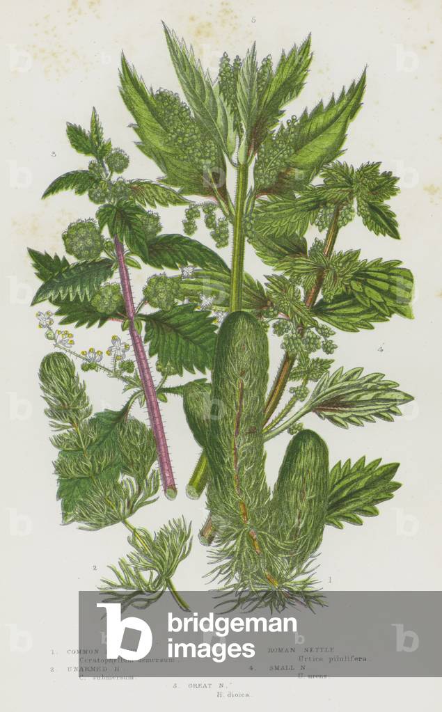 Flowering Plants of Great Britain: Common Hornwort, Unarmed Hornwort, Roman Nettle, Small Nettle, Great Nettle (colour litho)