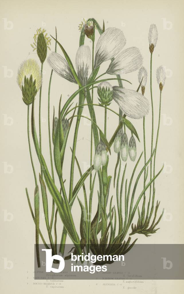 Alpine Cotton-Grass, Hair-Tail Cotton-Grass, Round-Headed Cotton-Grass, Broad-Leaved Cotton-Grass  (colour litho)