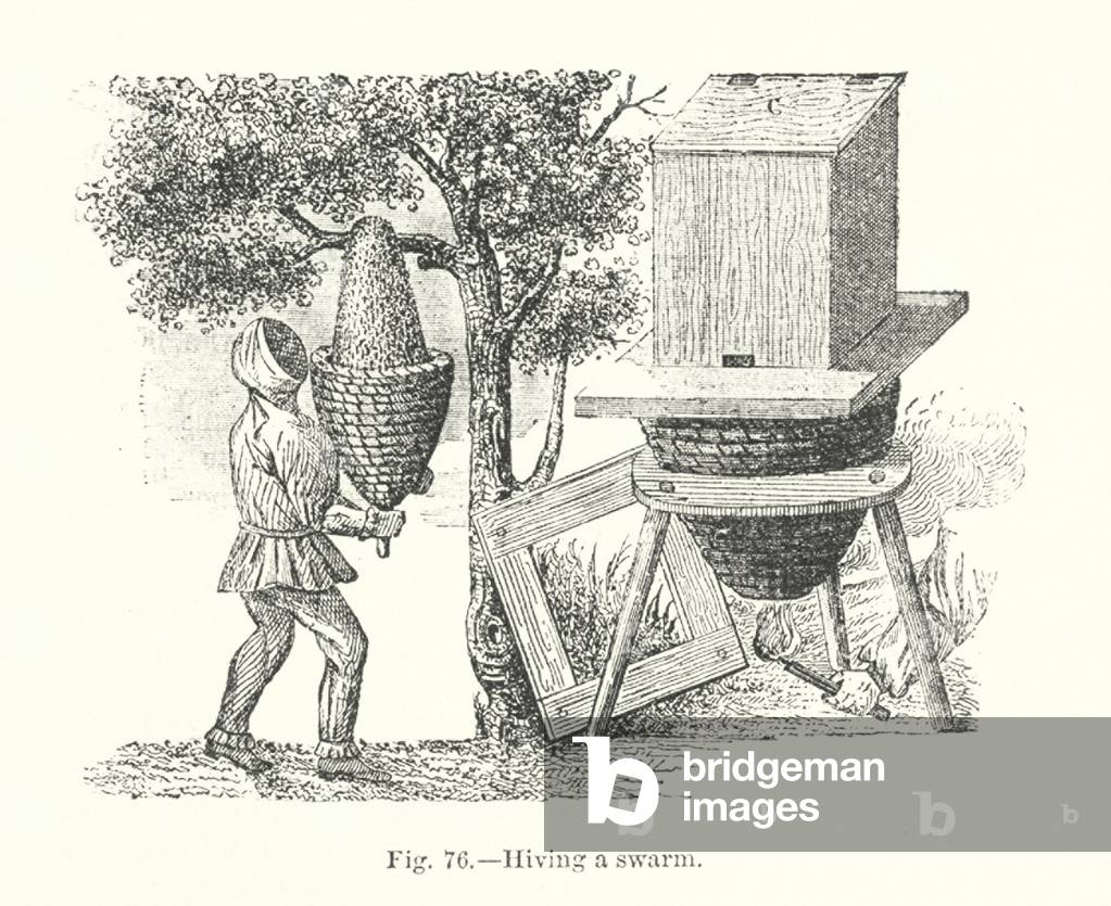 Bee keeping, hiving a swarm (engraving)
