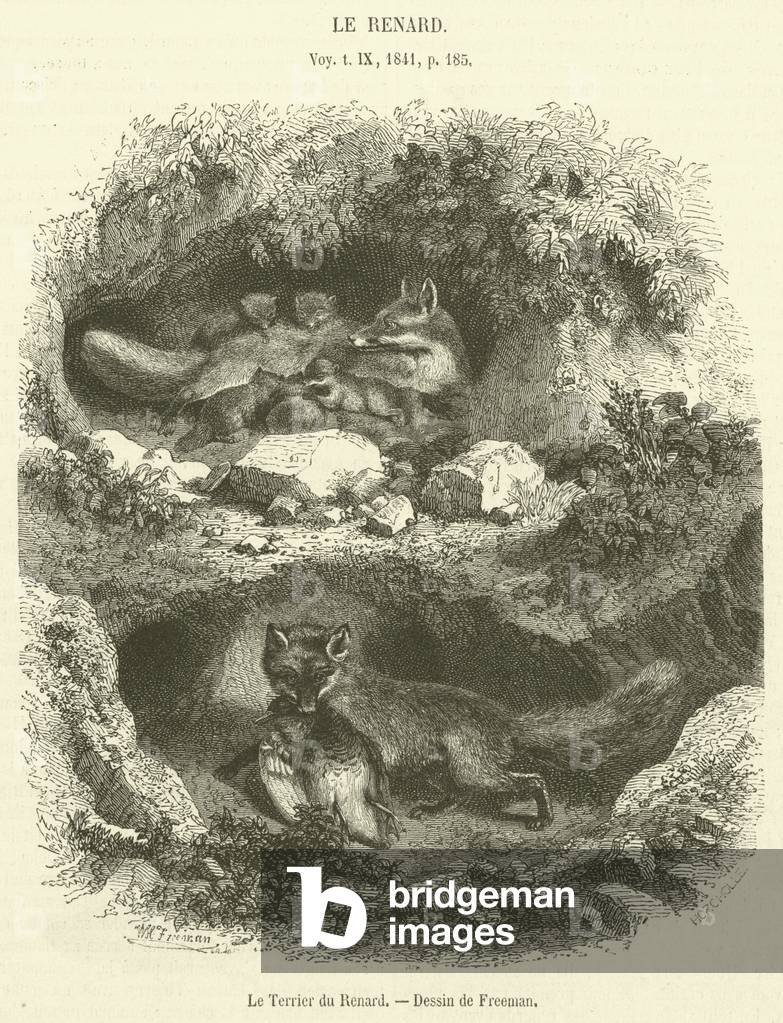 Le Terrier du Renard (engraving)