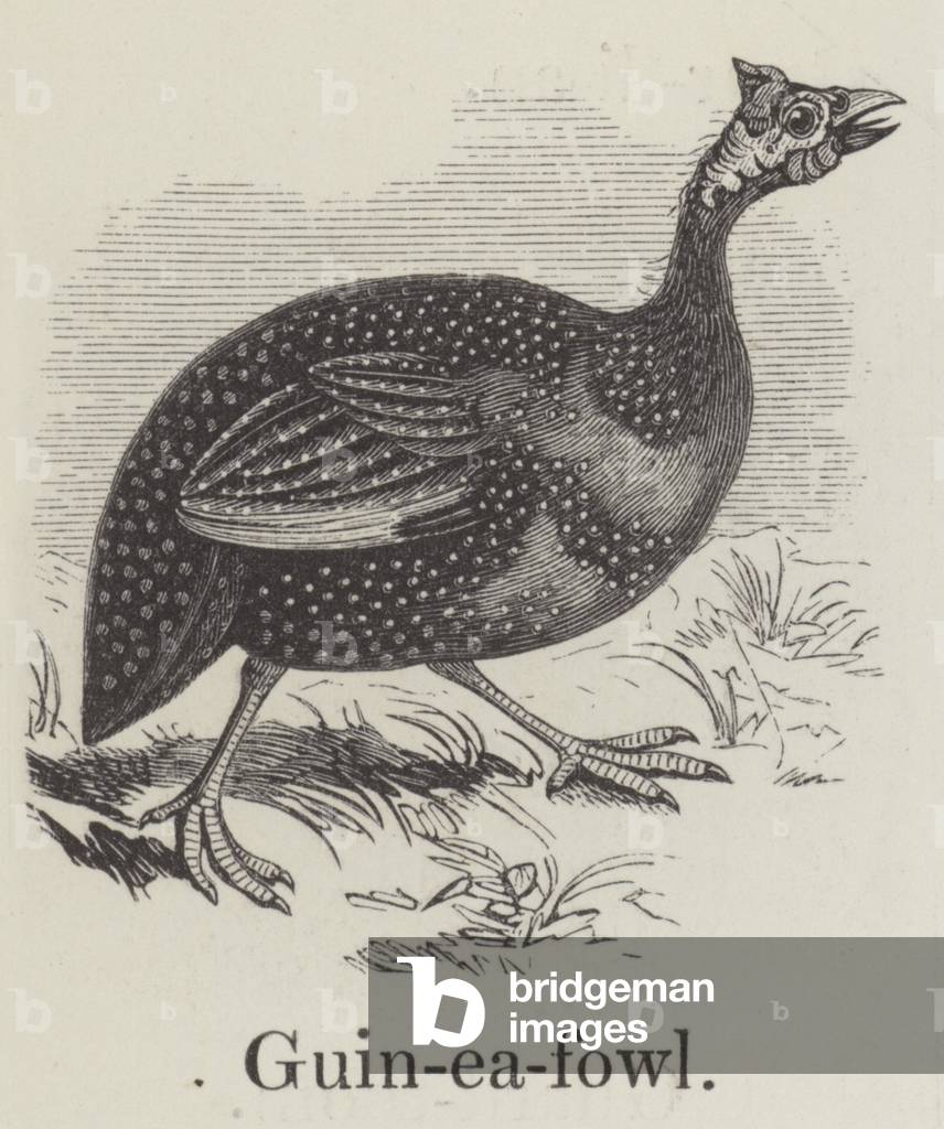 Guinea fowl (engraving)