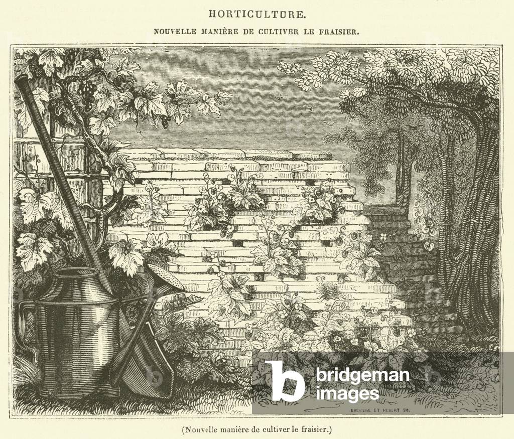 Nouvelle maniere de cultiver le fraisier (engraving)