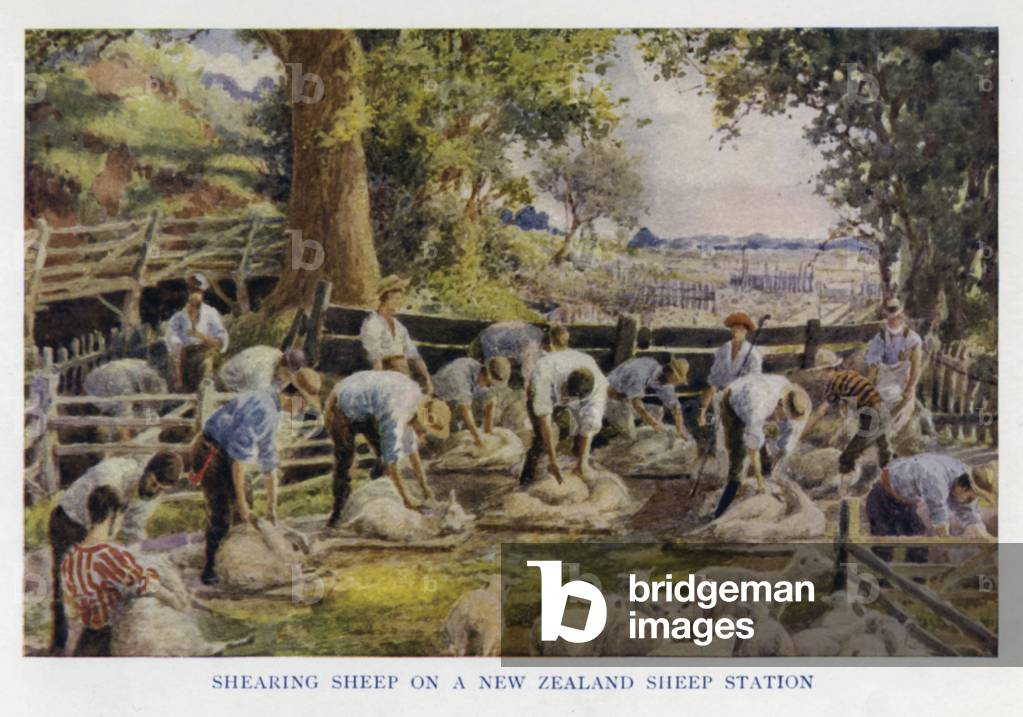 Sheep shearers working on a New Zealand sheep station (colour litho)