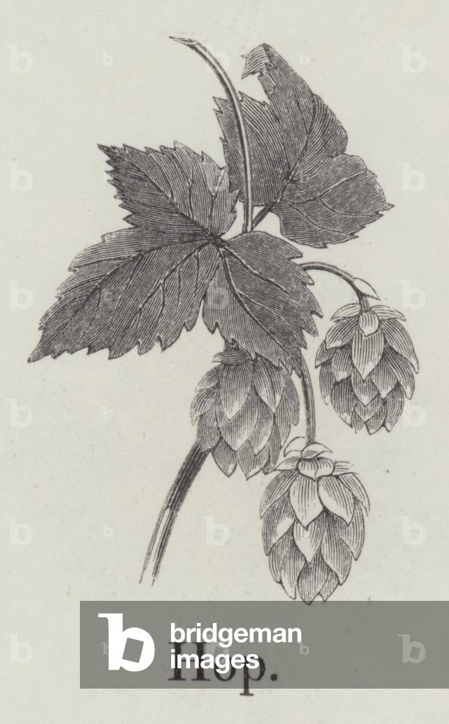 Hop (engraving)