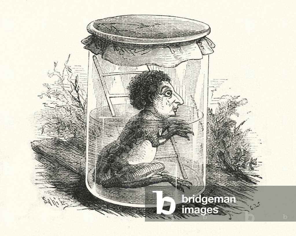 Frog in a jar (engraving)