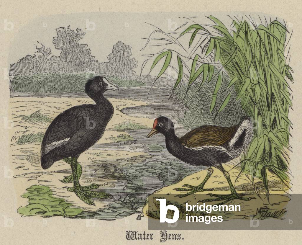 Water Hens (coloured engraving)