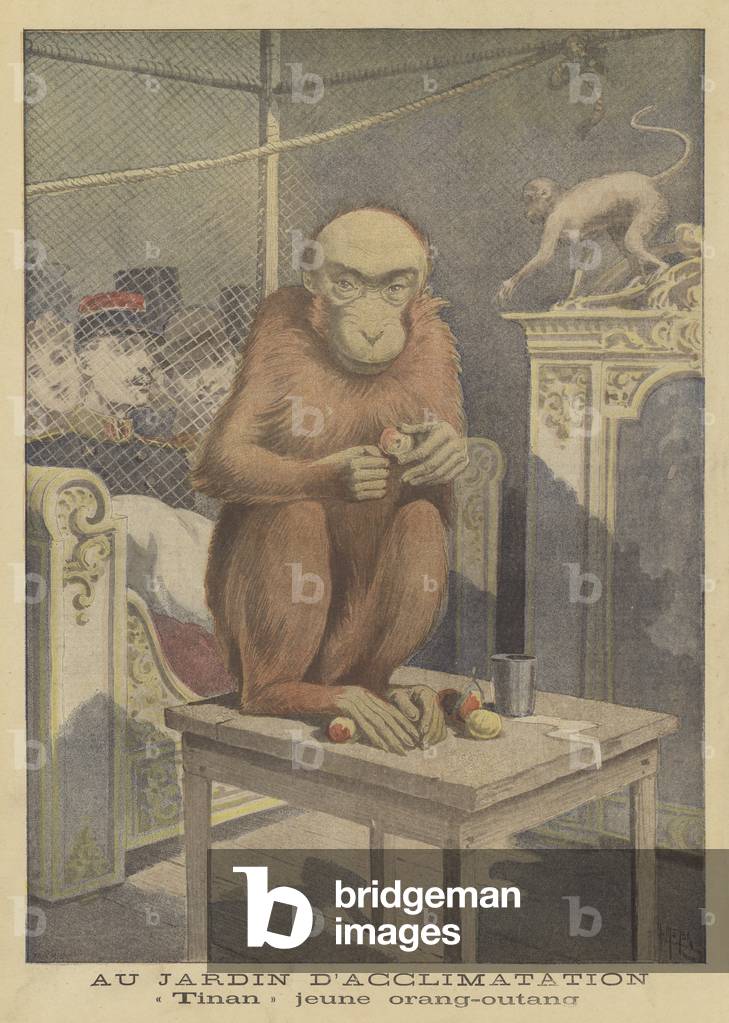Tinan, a young orangutan on display at the Jardin d'Acclimatation (colour litho)