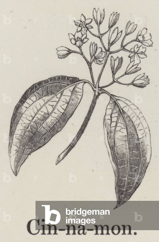 Cinnamon (engraving)